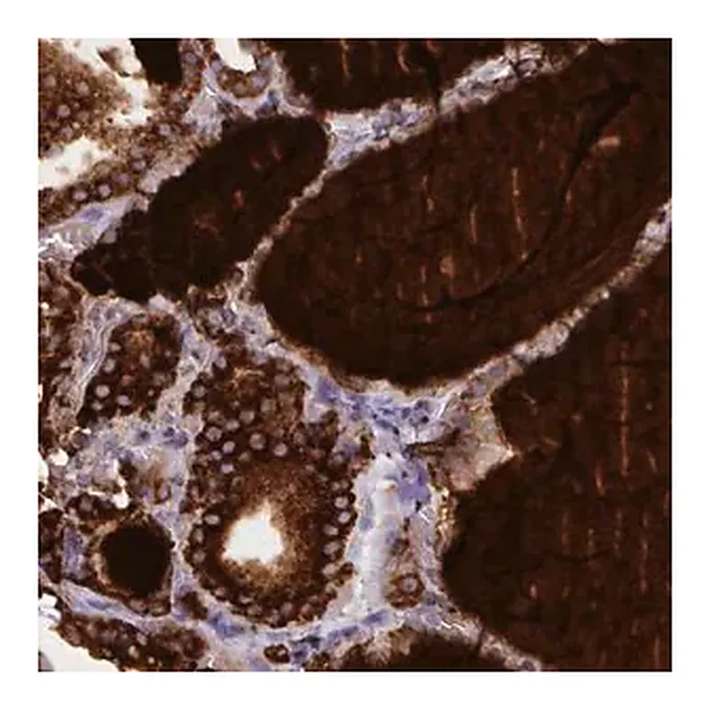 Merck Monoclonal Anti-TG antibody produced in mouse