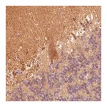 Merck Monoclonal Anti-FABP7 antibody produced in mouse