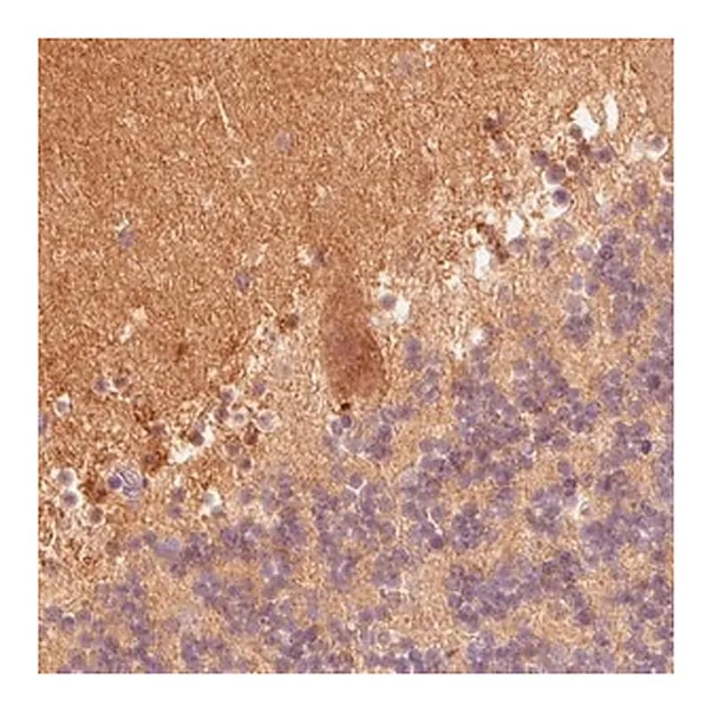 Merck Monoclonal Anti-FABP7 antibody produced in mouse