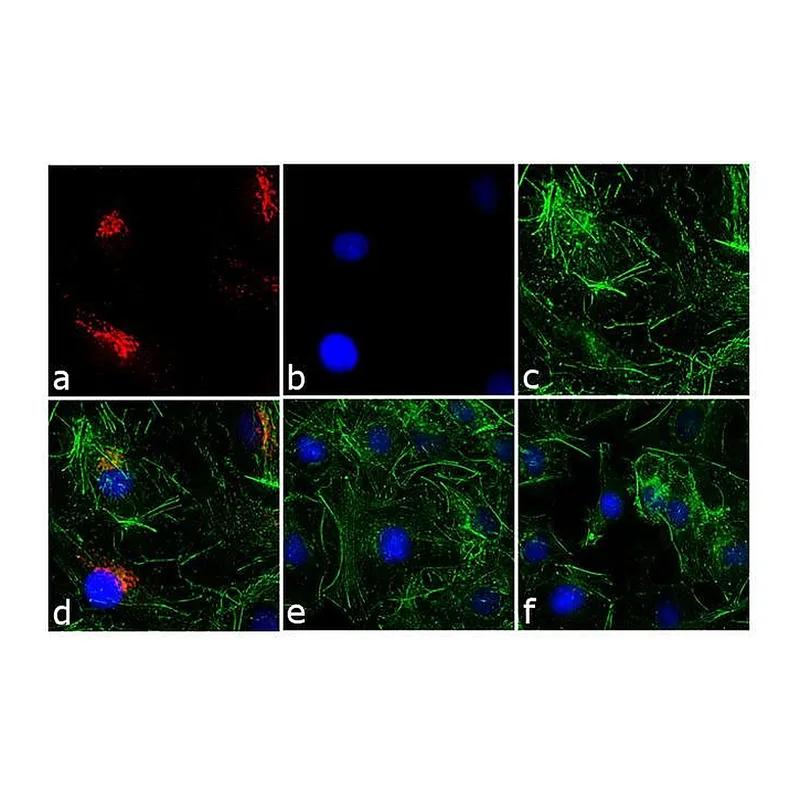Thermo Fisher Scientific F(ab`)2-Goat anti-Rabbit IgG (H+L) Cross-Adsorbed Secondary Antibody, TRITC