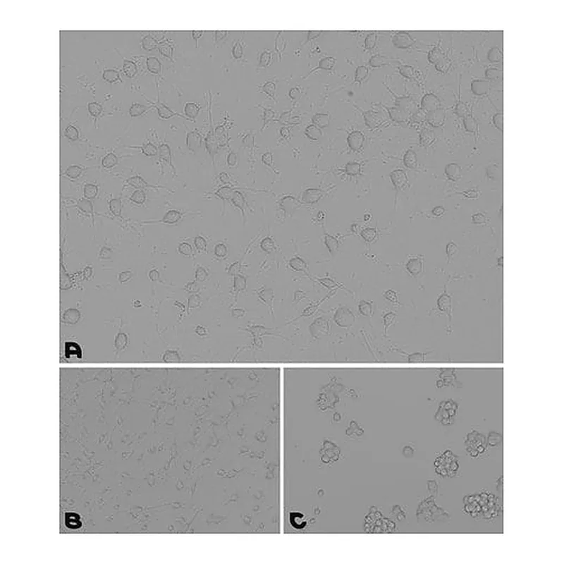 Merck Laminin/Poly-L-Ornithine Coating Solution