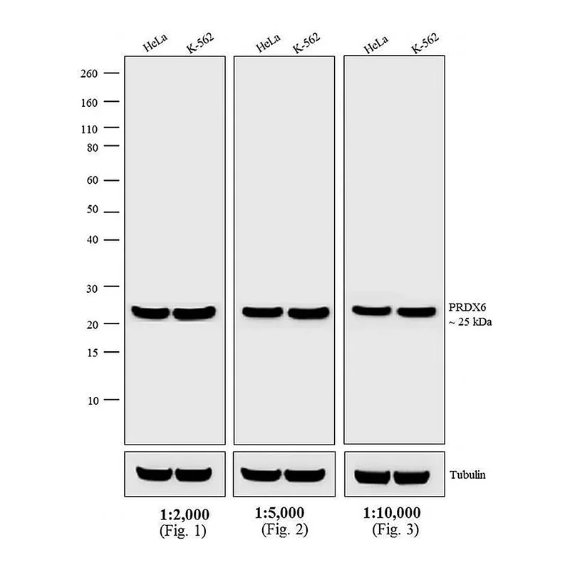 Thermo Fisher Scientific Goat anti-Rabbit IgG (H+L) Secondary Antibody, HRP