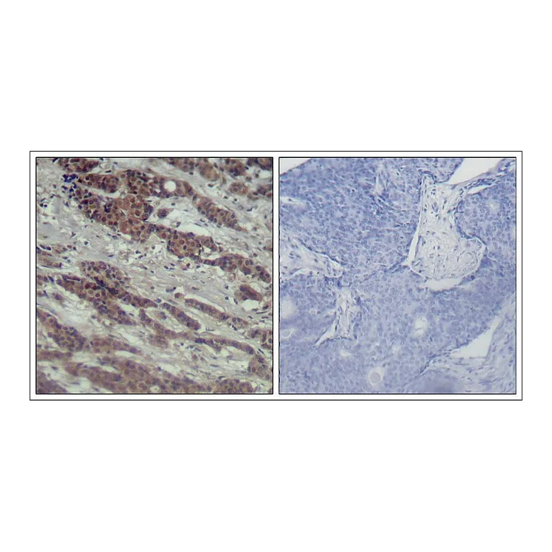 Merck Anti-RAF1 (Ab-338) antibody produced in rabbit