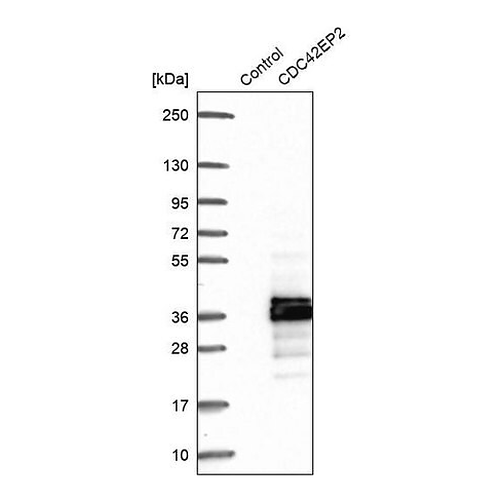 Merck Anti-CDC42EP2 antibody produced in rabbit