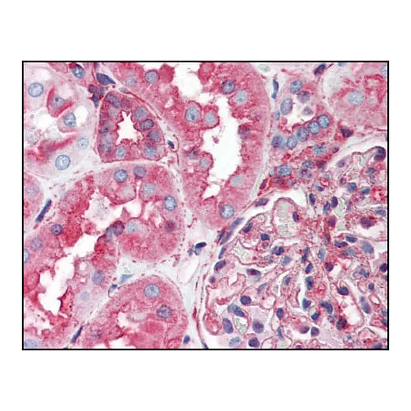 Merck Anti-HSP90AA1 antibody produced in rabbit
