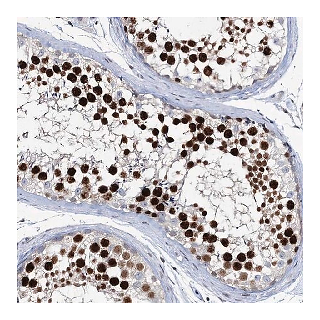 Merck Anti-LRRFIP2 antibody produced in rabbit
