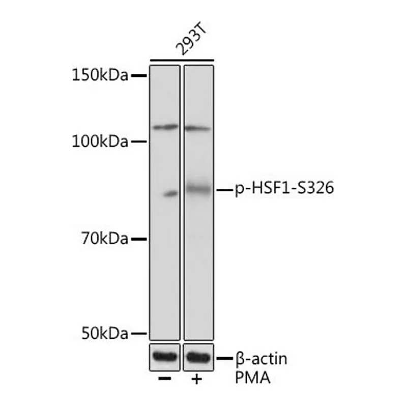 Merck Anti-Phospho-HSF1-S326 antibody produced in rabbit
