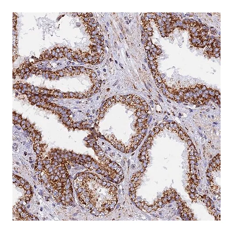 Merck Anti-NDUFB6 antibody produced in rabbit