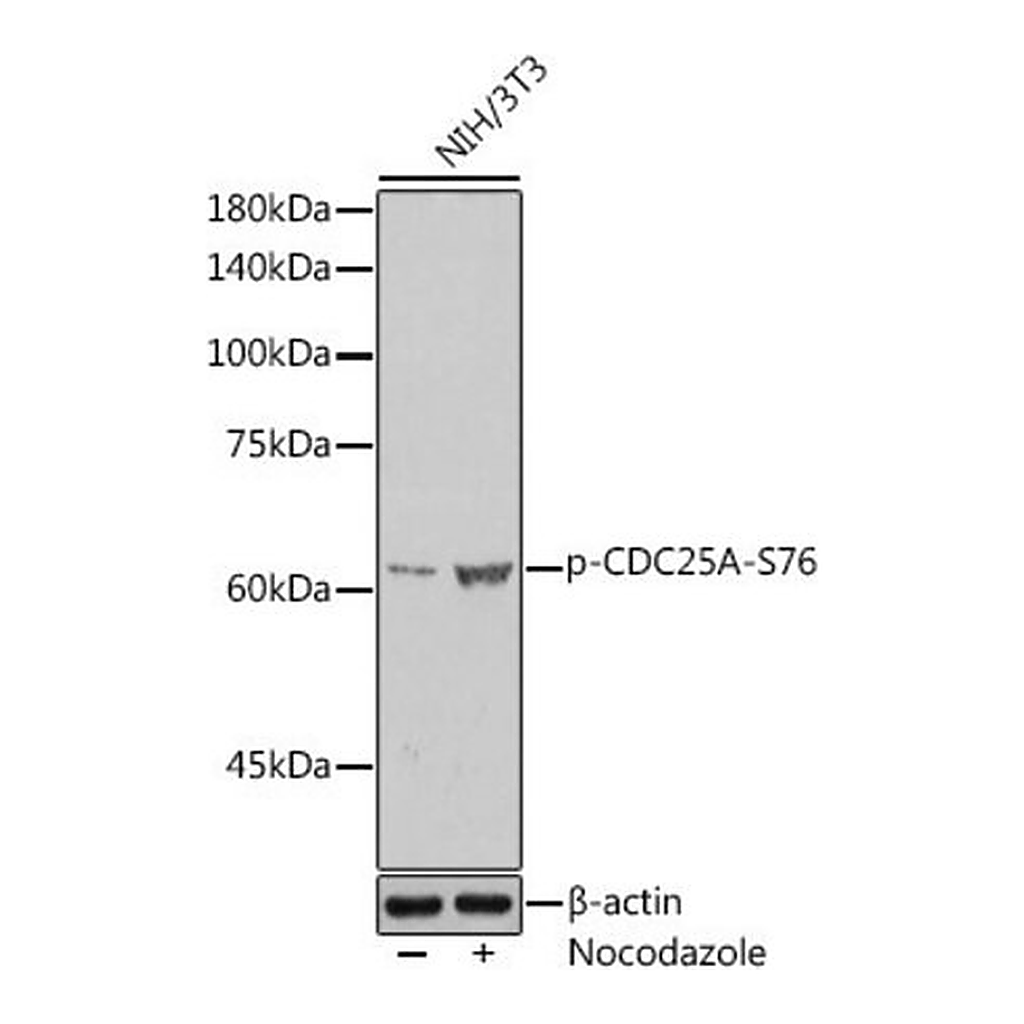 Merck Anti-Phospho-CDC25A-S76 antibody produced in rabbit