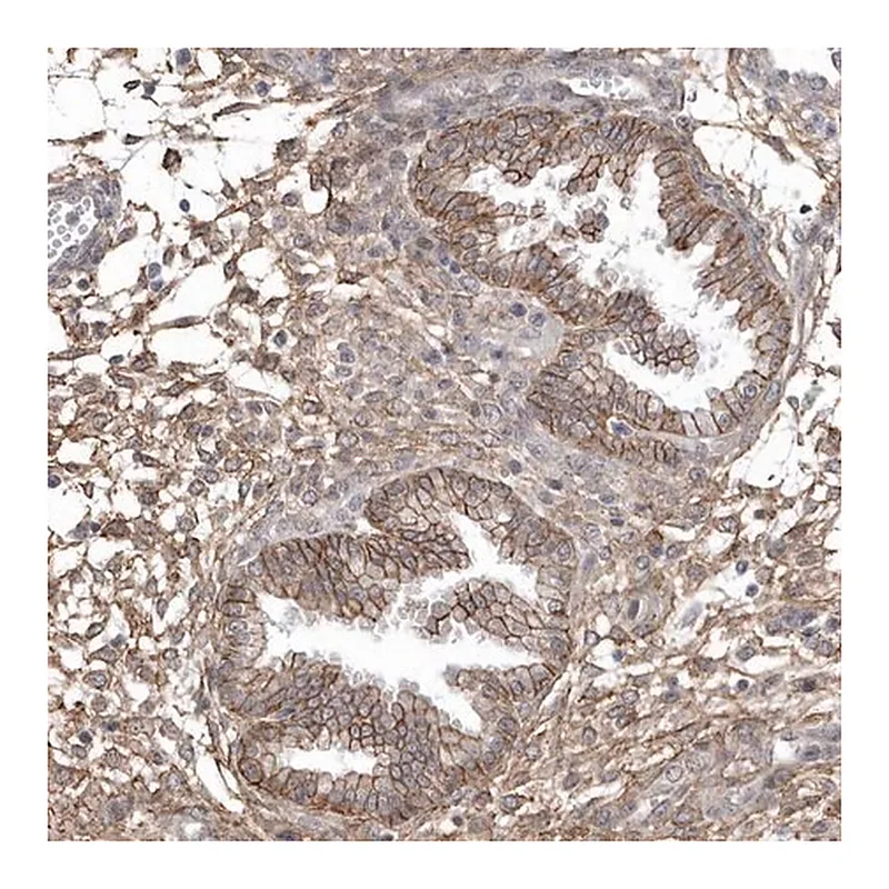 Merck Anti-CRIP3 antibody produced in rabbit
