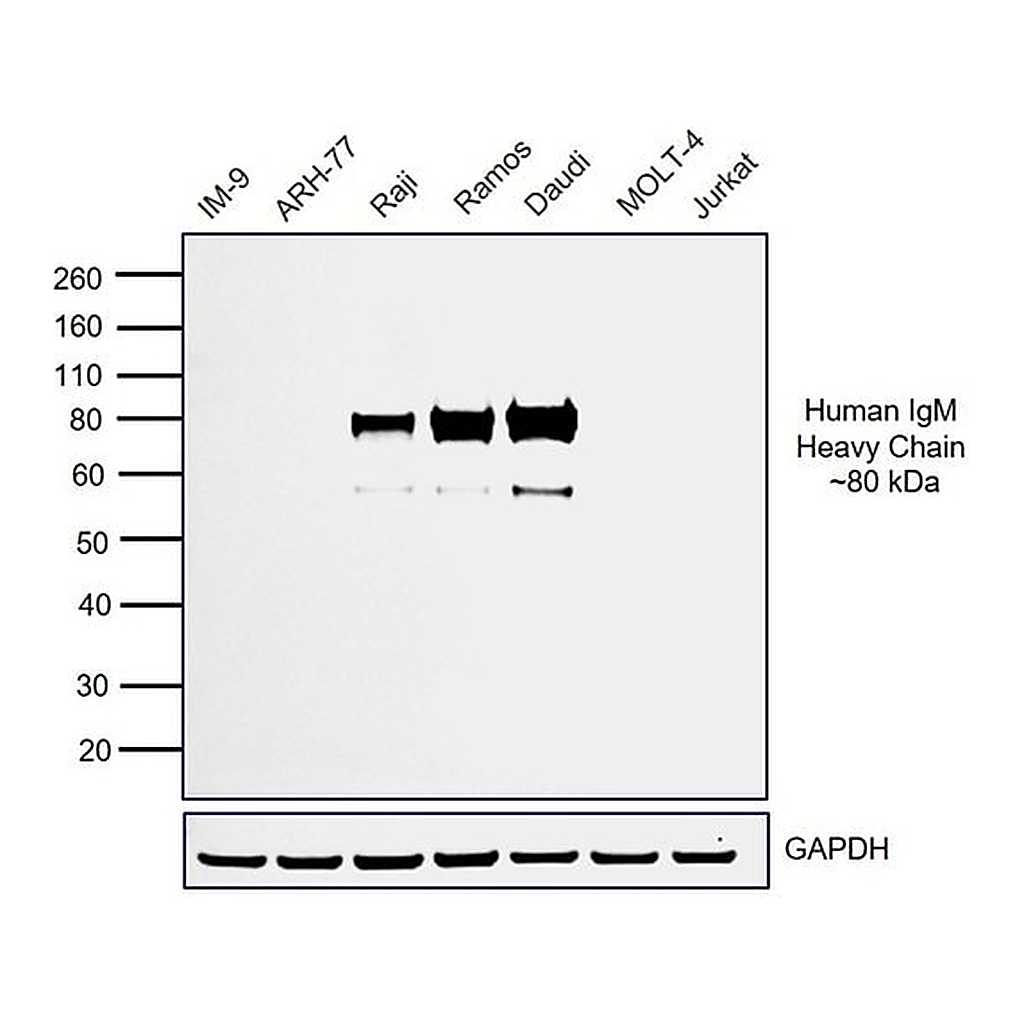 Thermo Fisher Scientific Goat anti-Human IgM (Heavy chain) Secondary Antibody, HRP