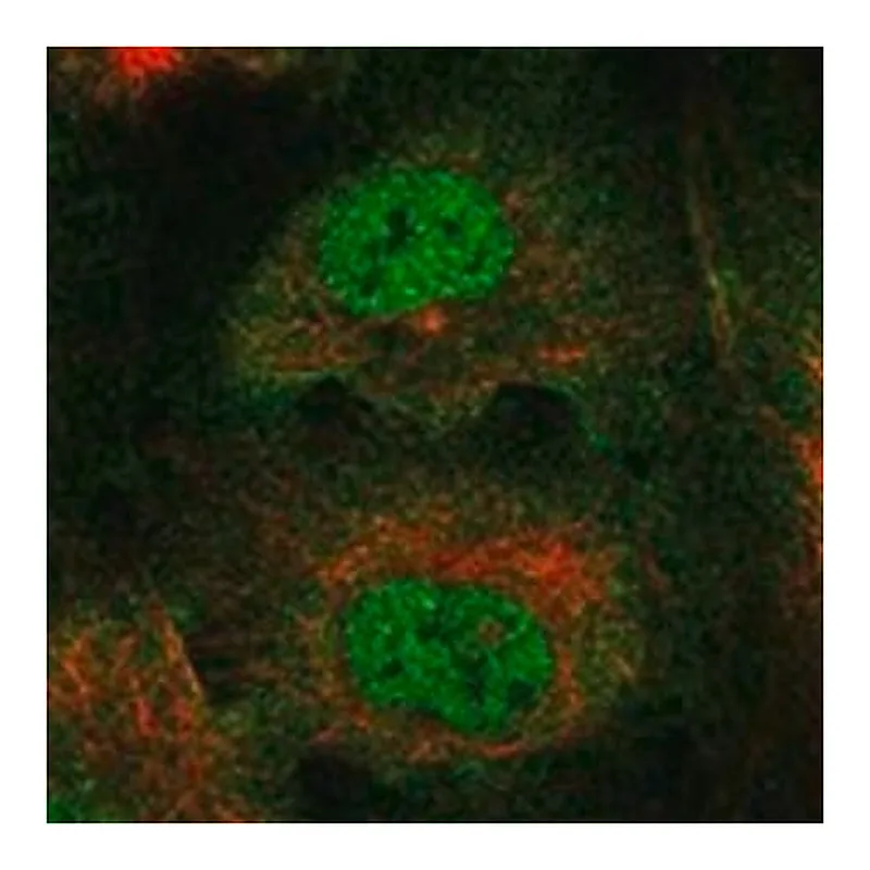 Merck Anti-RBM46 antibody produced in rabbit