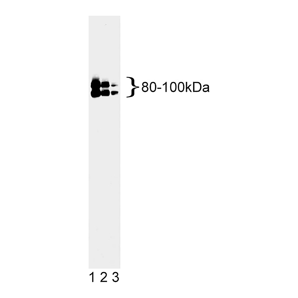 BD Purified Mouse Anti-OPA1
