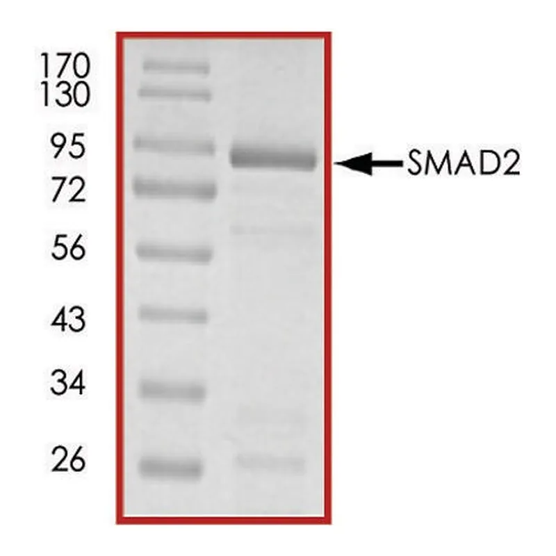 Merck SMAD2, GST tagged human