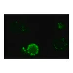 Merck Anti-Dog IgG (whole molecule)-FITC antibody produced in rabbit