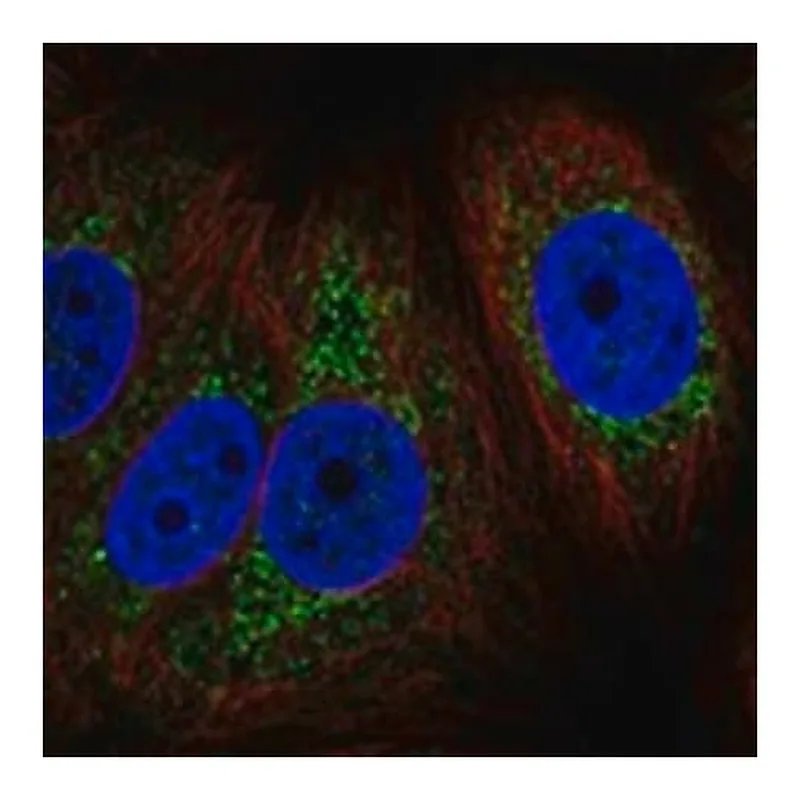 Merck Anti-MT-CYB antibody produced in rabbit