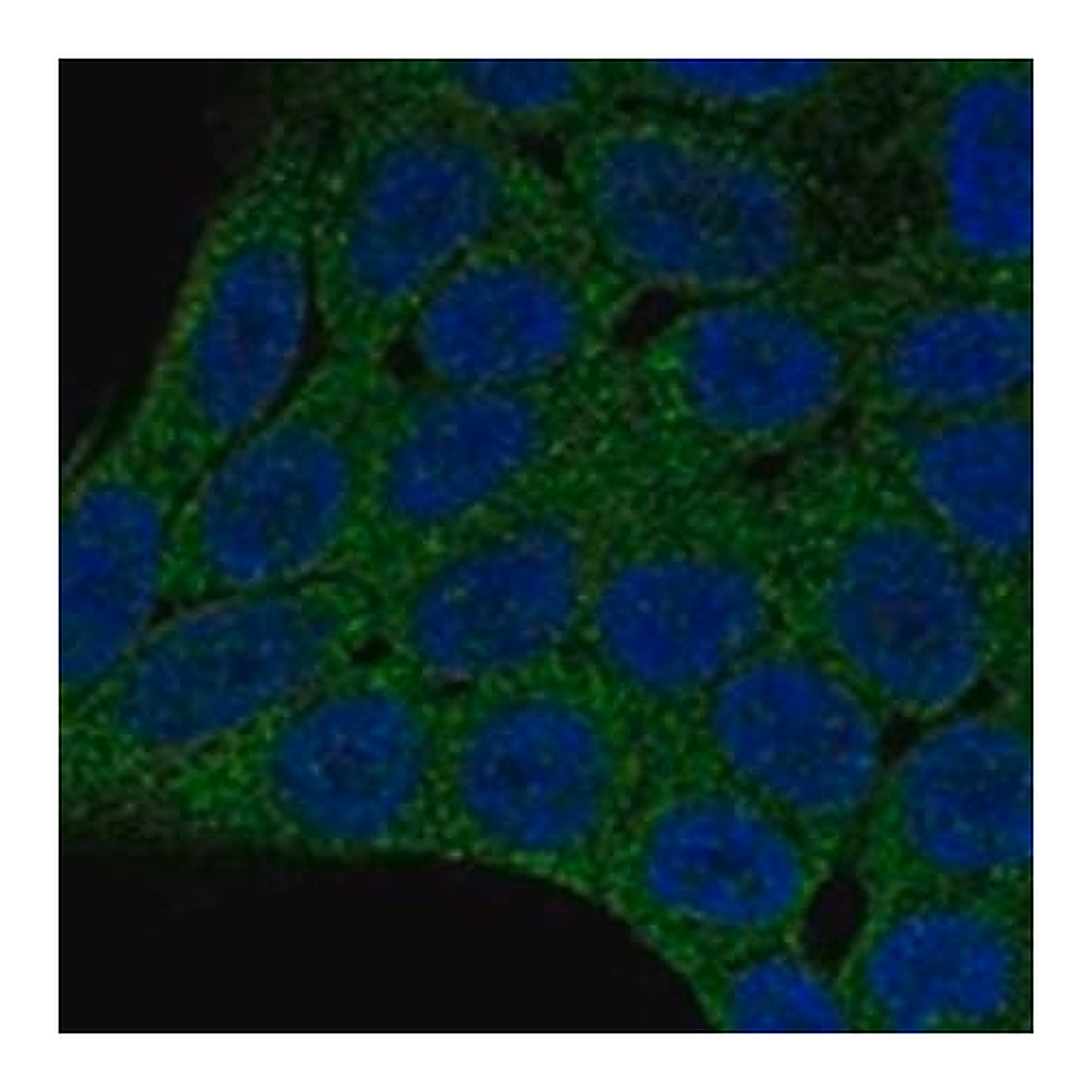 Merck Anti-PHLPP2 antibody produced in rabbit