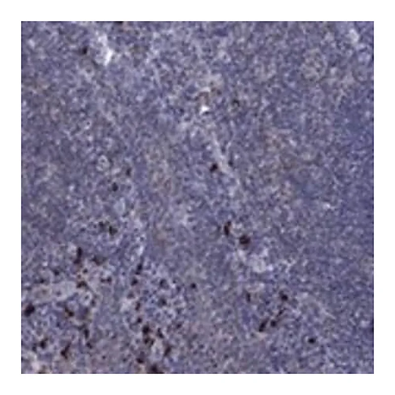 Merck Anti-PVR antibody produced in rabbit