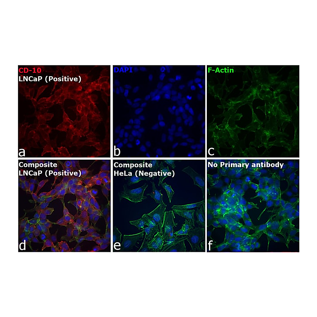 Thermo Fisher Scientific F(ab`)2-Rabbit anti-Goat IgG (H+L) Secondary Antibody, Qdot 655