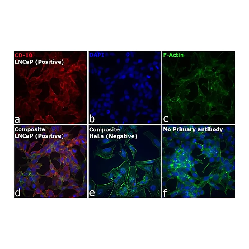 Thermo Fisher Scientific F(ab`)2-Rabbit anti-Goat IgG (H+L) Secondary Antibody, Qdot 655