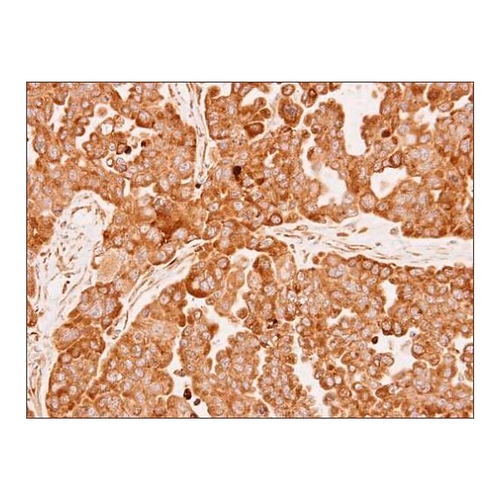 Merck Anti-GPX1 antibody produced in rabbit