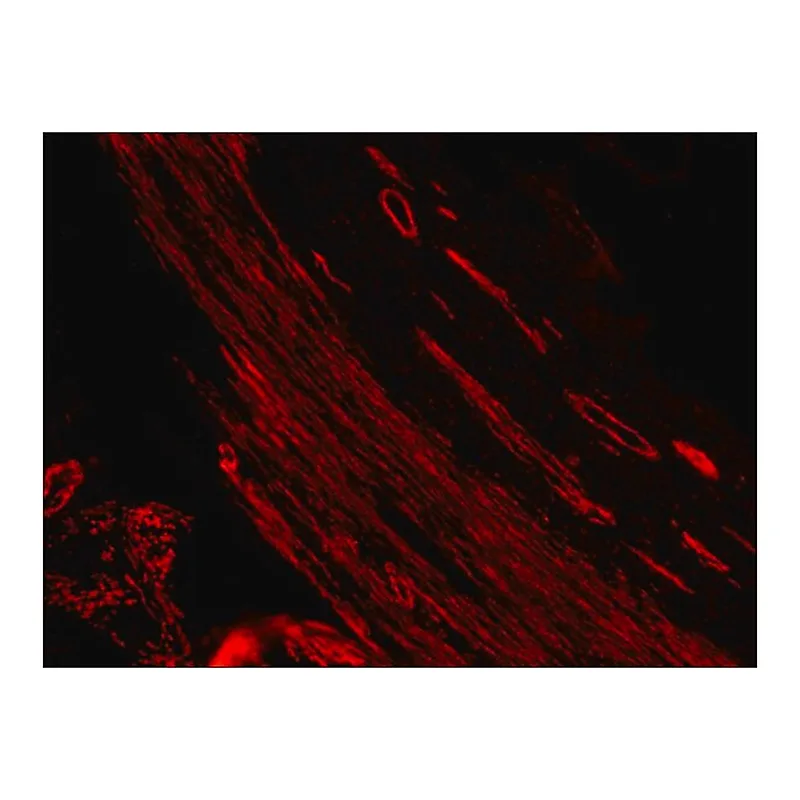 Merck Anti-Mouse IgG (whole molecule)-TRITC antibody produced in rabbit