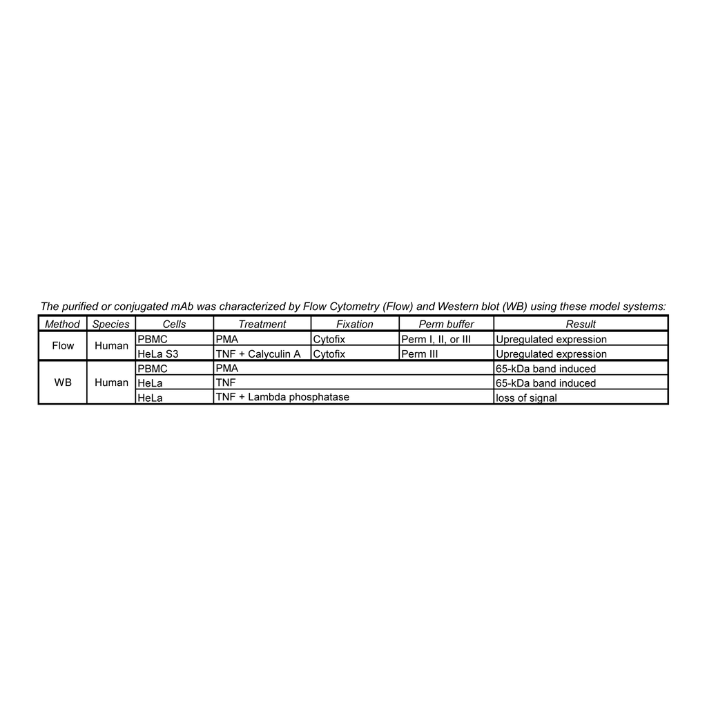 BD RB613 Mouse Anti-Human NF-κB p65 (pS529)