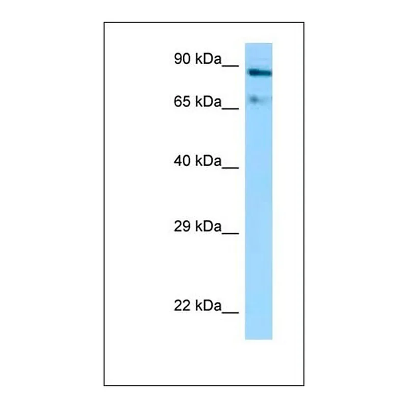 Merck Anti-HSP90AA1 antibody produced in rabbit