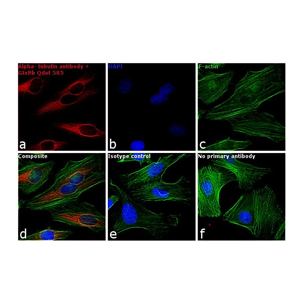 Thermo Fisher Scientific F(ab`)2-Goat anti-Rabbit IgG (H+L) Secondary Antibody, Qdot 585
