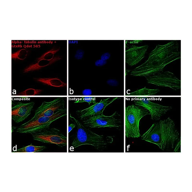 Thermo Fisher Scientific F(ab`)2-Goat anti-Rabbit IgG (H+L) Secondary Antibody, Qdot 585