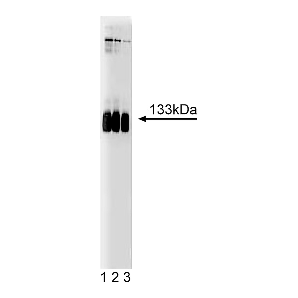 BD Purified Mouse Anti-mGluR1