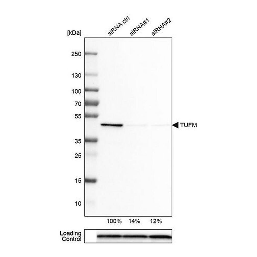 Merck Monoclonal Anti-TUFM antibody produced in mouse