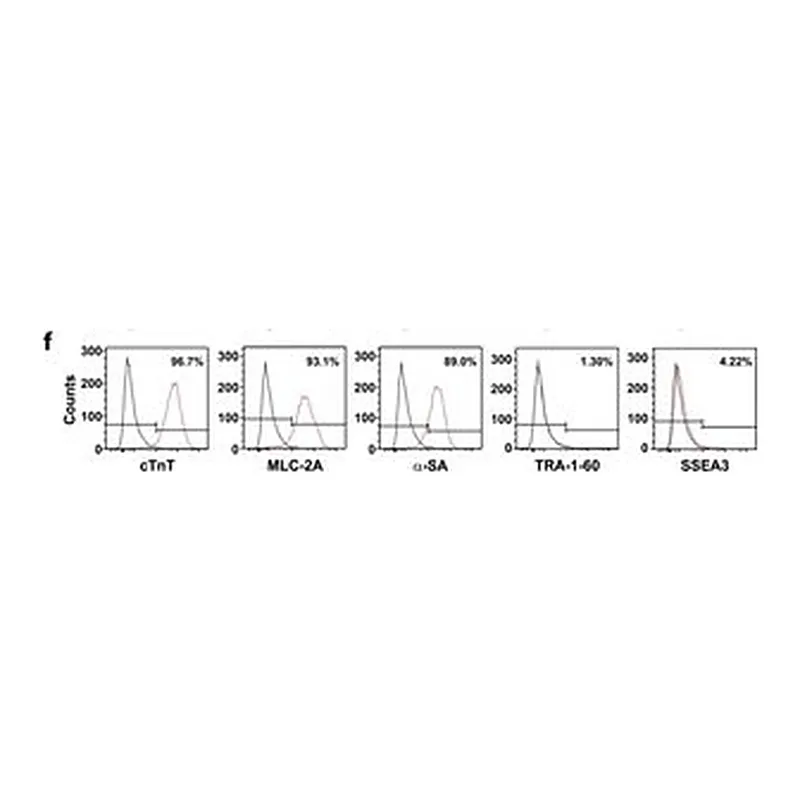 Merck ANTI-ALPHA-ACTININ (SARCOMERIC) ANTIBODY