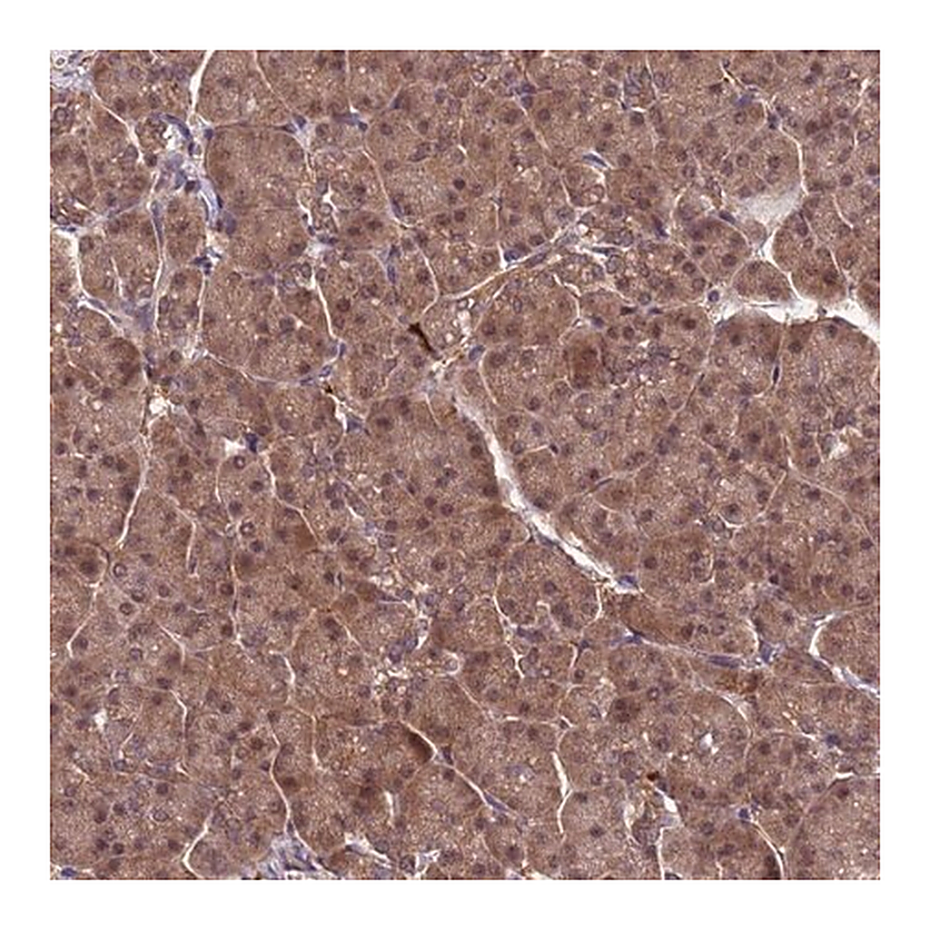 Merck Anti-NPEPPS antibody produced in rabbit