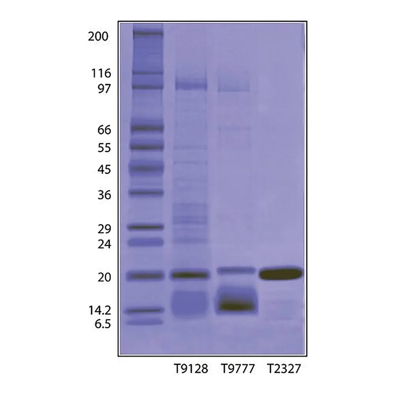 Merck Trypsin Inhibitor from Glycine max (soybean)