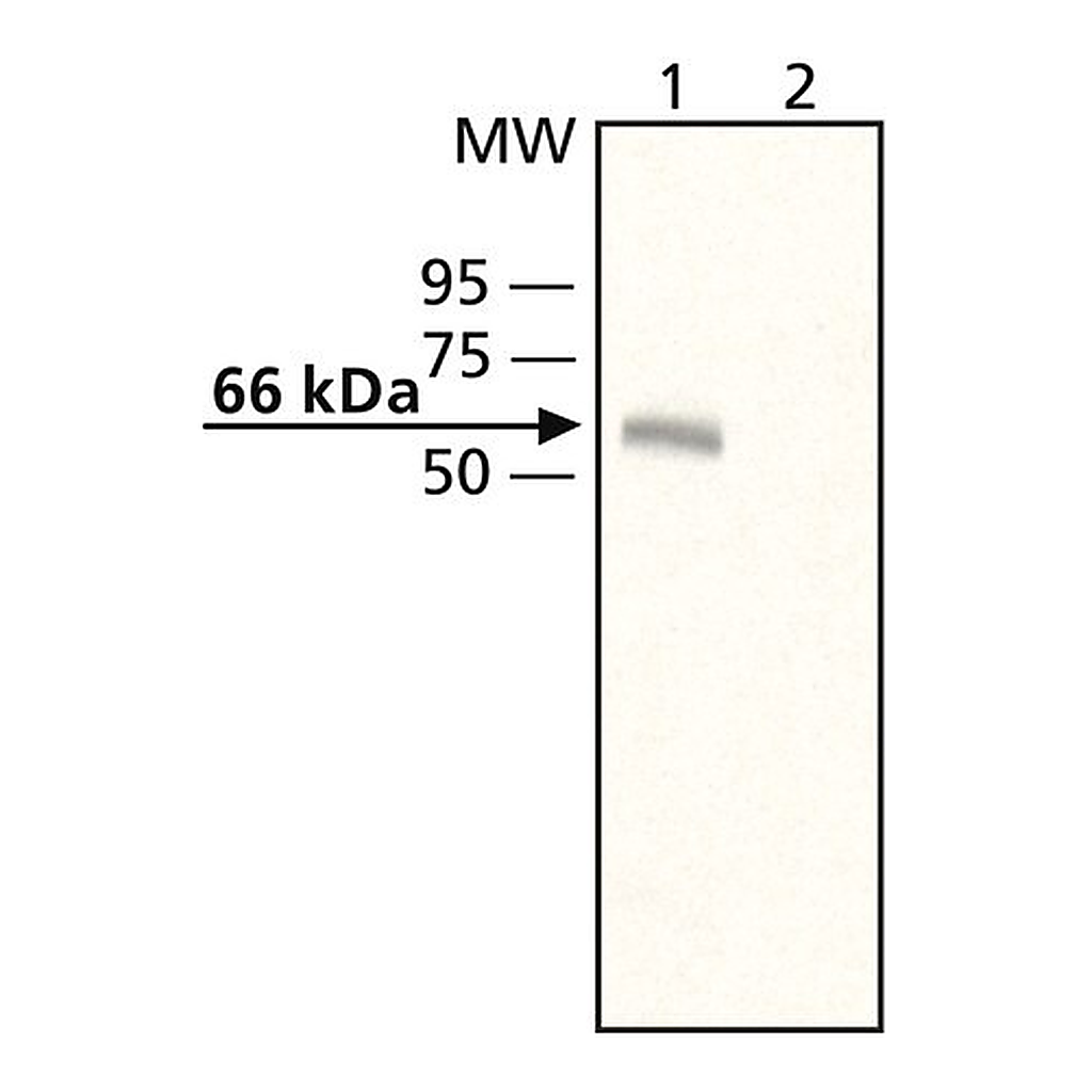 Merck Anti-Munc-18-3 antibody produced in rabbit