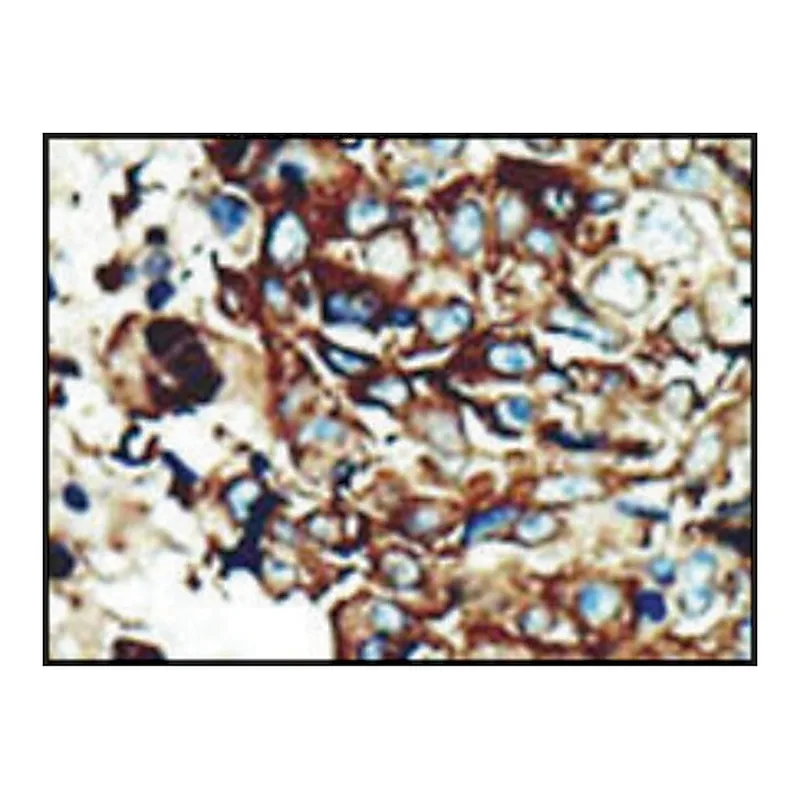 Merck Anti-PACSIN2 (C-term) antibody produced in rabbit