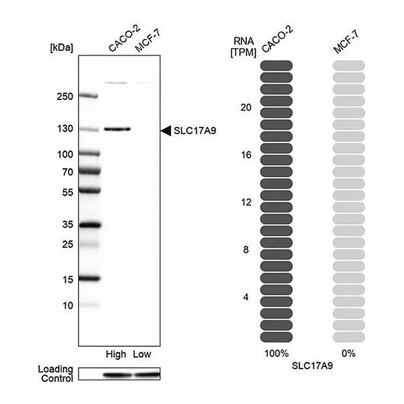Merck Anti-SLC17A9 antibody produced in rabbit
