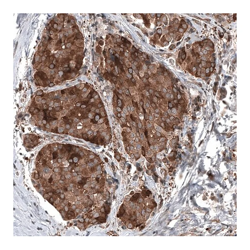 Merck Anti-GSPT1 antibody produced in mouse