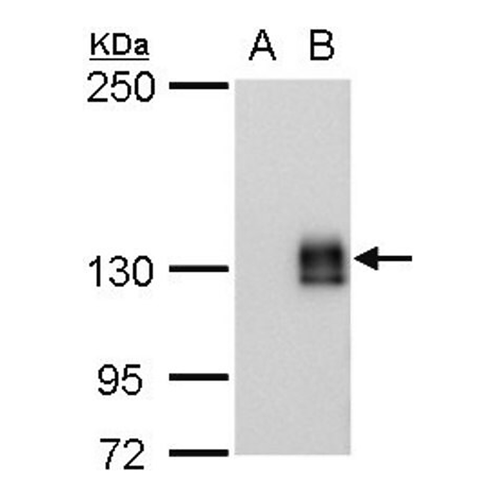 Merck Monoclonal Anti-mCherry antibody produced in mouse