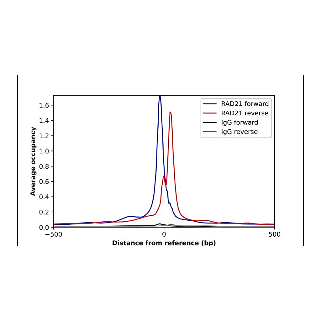 Merck Anti-RAD21 antibody produced in rabbit