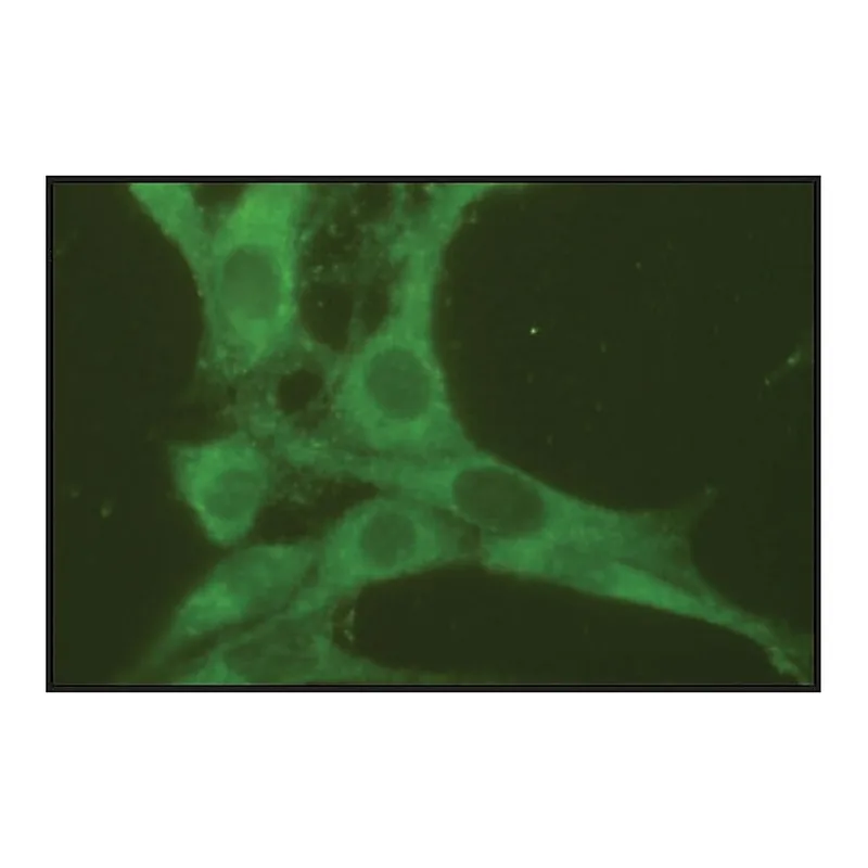 Merck Anti-Rab7 antibody produced in rabbit