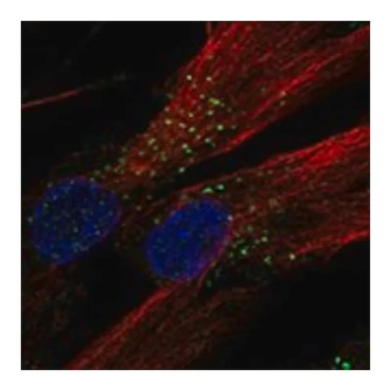 Merck Anti-LMBRD1 antibody produced in rabbit
