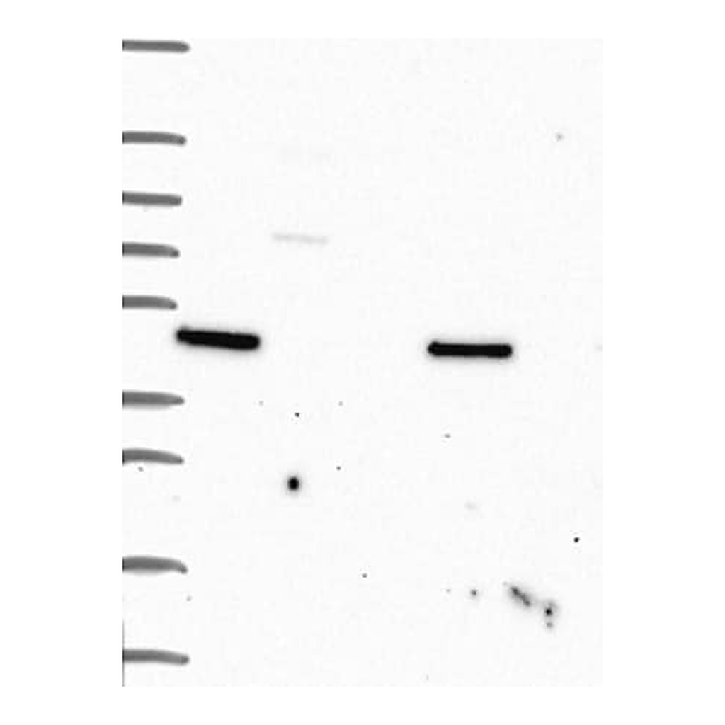 Merck Anti-MTSS1 antibody produced in rabbit