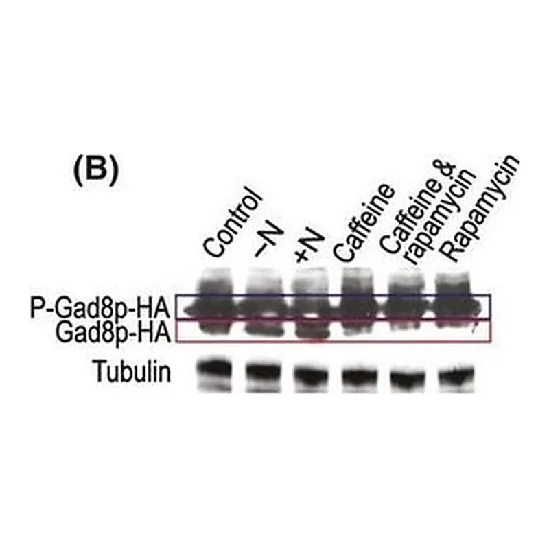 Merck MONOCLONAL ANTI-HA TAG, CLONE HA-7