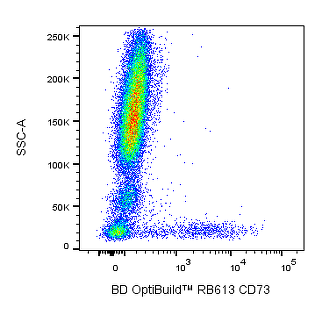 BD RB613 Mouse Anti-Human CD73