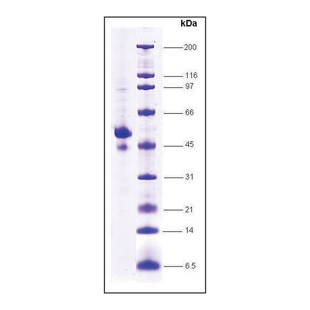 Merck p53 (1-363) C-terminal deletion human