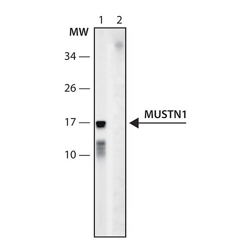 Merck Anti-MUSTN1 (6-20) antibody produced in rabbit