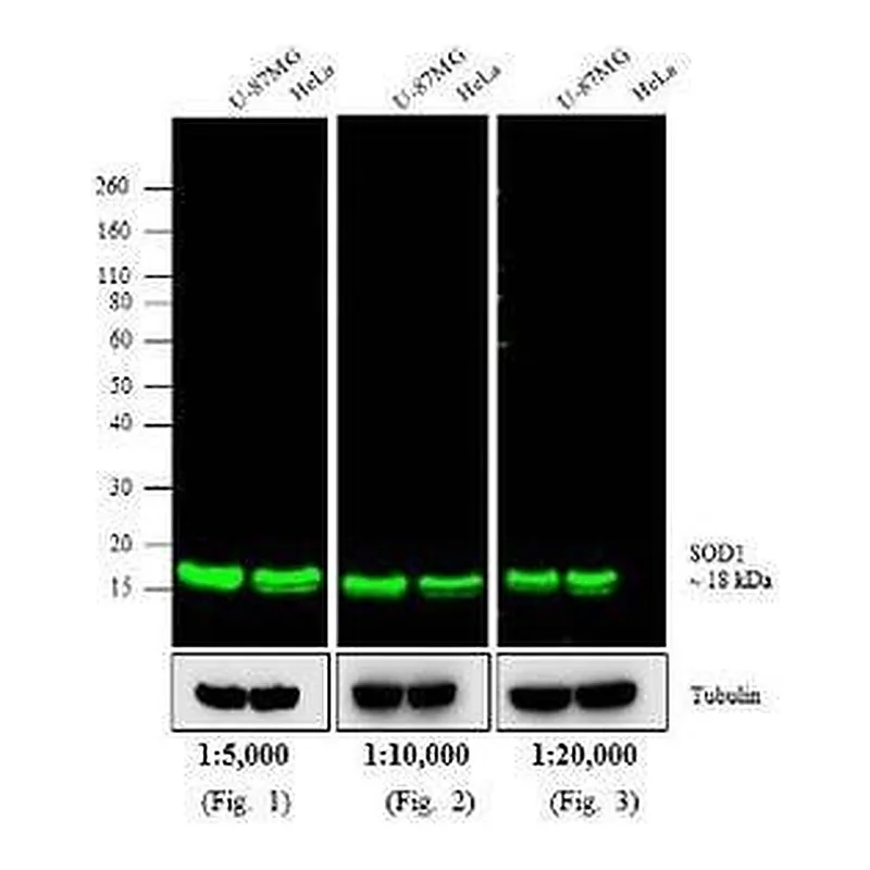 Thermo Fisher Scientific Goat anti-Mouse IgG (H+L) Cross-Adsorbed Secondary Antibody, DyLight 800