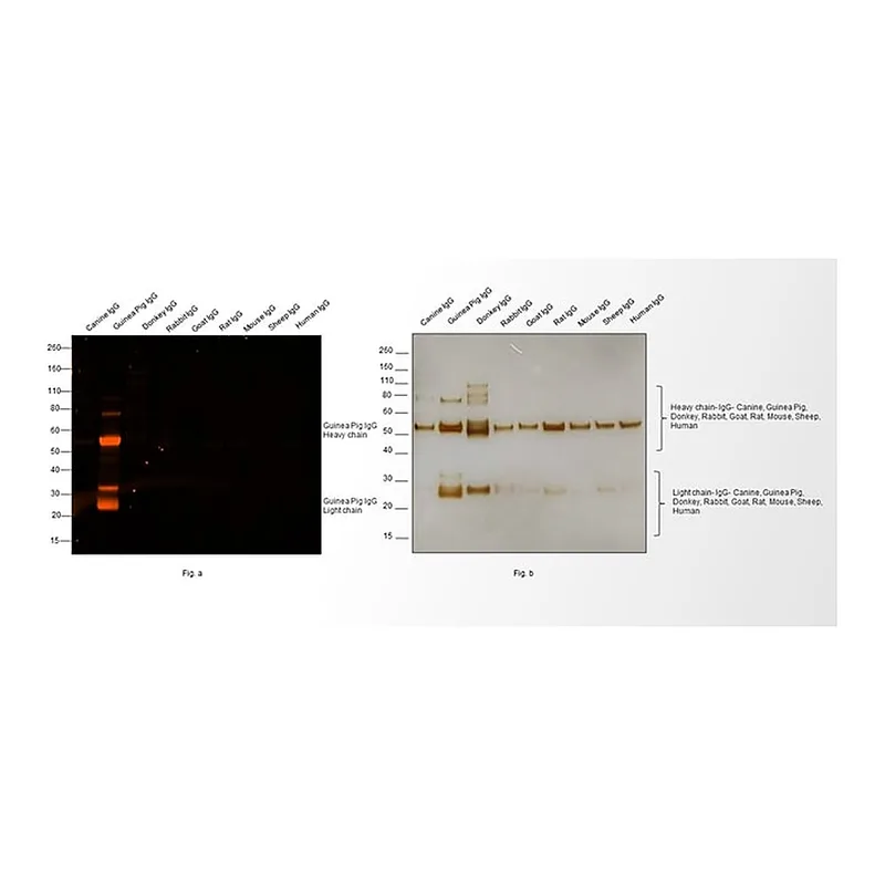 Thermo Fisher Scientific Goat anti-Guinea Pig IgG (H+L) Secondary Antibody, Alexa Fluor 546